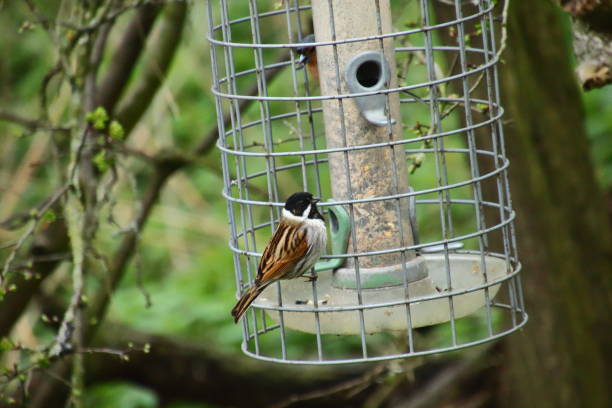 istock Reed bunting on a caged bird feeder 1479157549