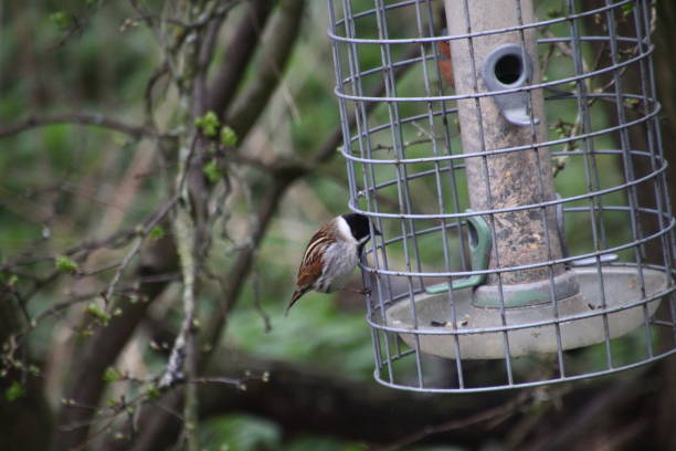 istock Reed bunting on a caged bird feeder 1479157582
