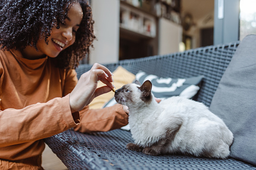 African American young woman enjoying at home with her cat