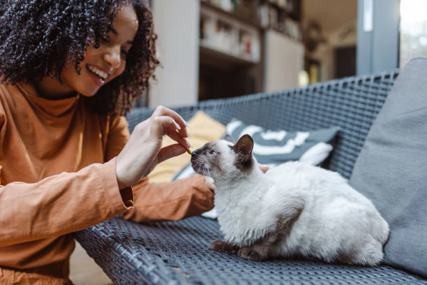 Young woman playing with her cat African American young woman enjoying at home with her cat siamese cat stock pictures, royalty-free photos & images