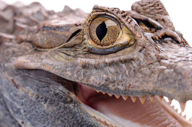 istock close-up of alligator on the white background 147915896