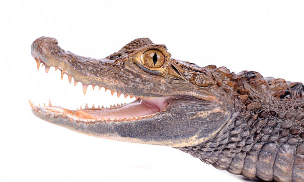 istock close-up of alligator on the white background 147915897