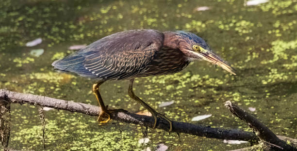 istock Green Heron Perched on Branch Eating Dragonfly 1479159189