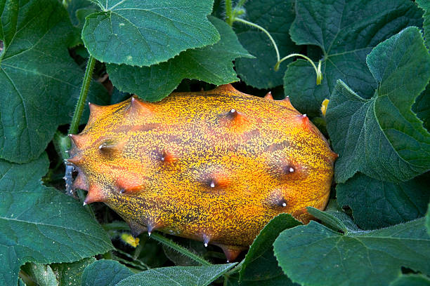 Frutta Melone cornuta - foto stock