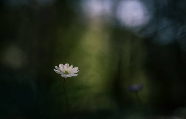 istock Anemone hepatica flowers blooming in spring forest 1479161479