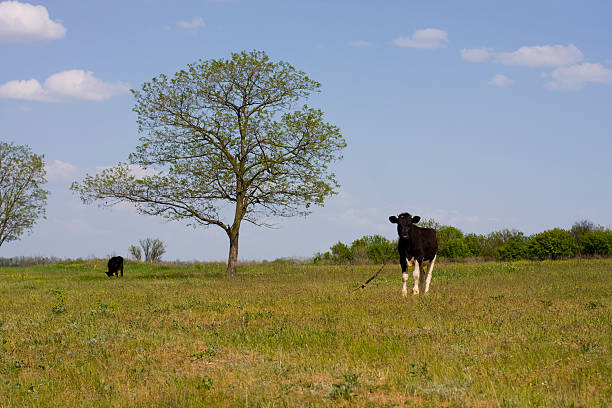 istock Cow is grazed on a meadow 147916294