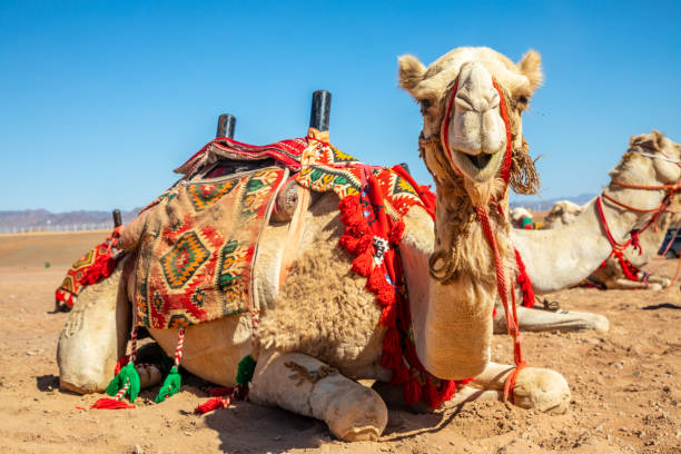 istock Harnessed riding camel resting in the desrt, Al Ula, Saudi Arabia 1479162974
