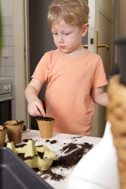 段ボールの鉢に種を植える子供の接写 - children only healthy lifestyle vertical close up ストックフォトと画像