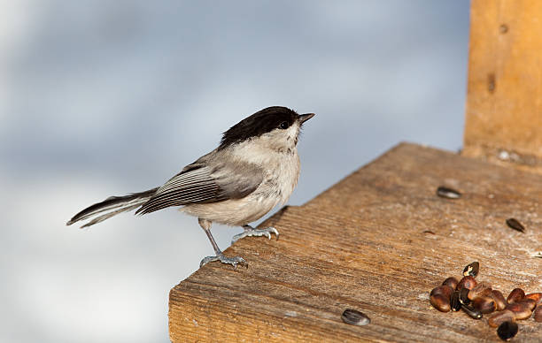 istock Willow Tit, Black-capped Chickadee, Parus montanus 147916440