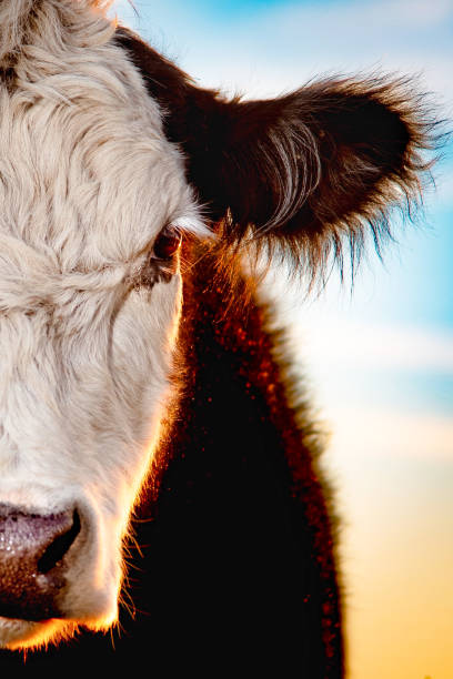 Sunset on the Farm A beef cow enjoys a tranquil evening on the farm. beef cattle stock pictures, royalty-free photos & images