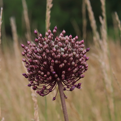 A single red onion bloom flower in a brown grass field in late summer