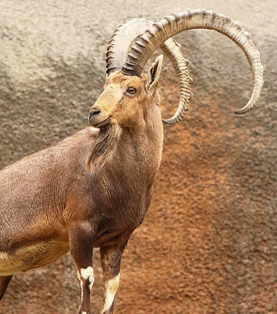 istock Portrait of Wild Goat 147916680