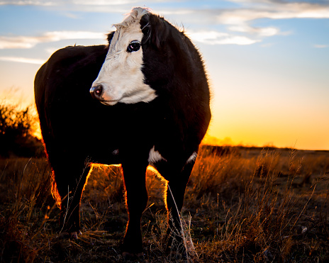 An Angus cow enjoy sunset on the ranch