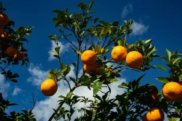An orange tree overflowing with ripe, juicy citrus fruit stands tall against a bright blue sky dotted with white, fluffy clouds