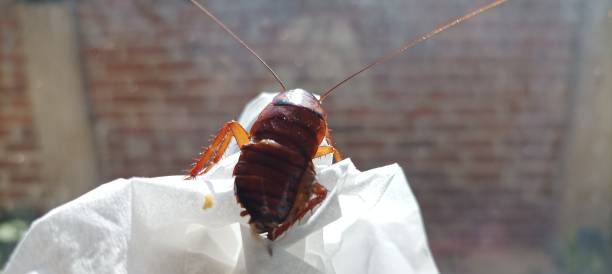 istock The Cockroach Showing something in the window 1479168545
