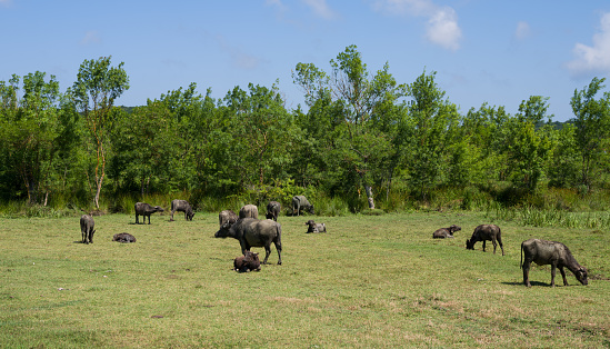 Water buffaloes graze in the meadow.