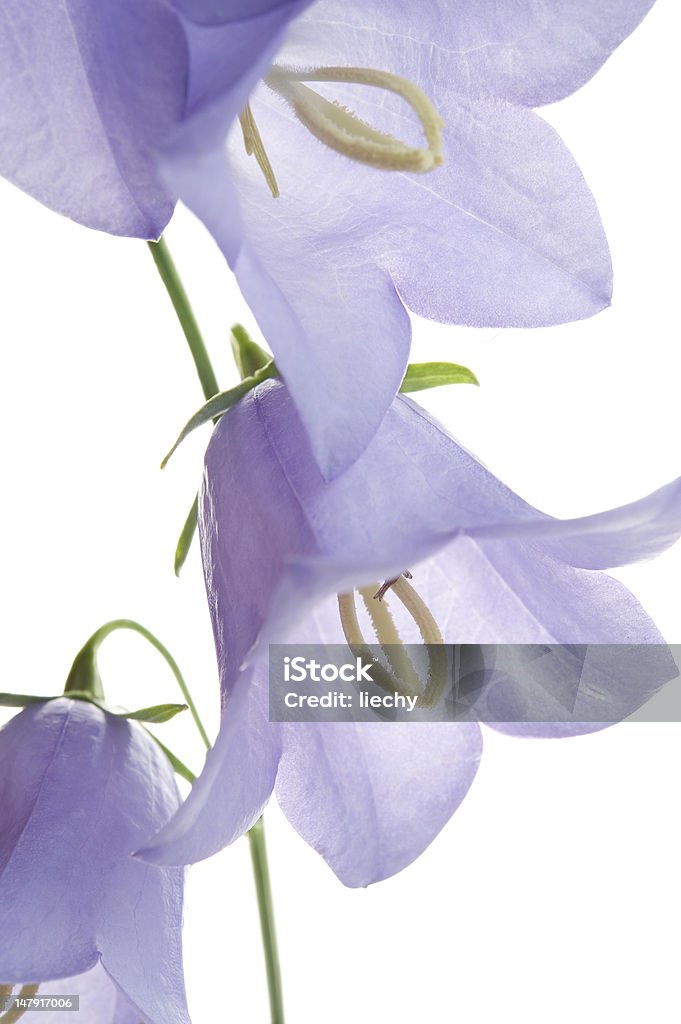 bellflower - Foto de stock de Azul libre de derechos
