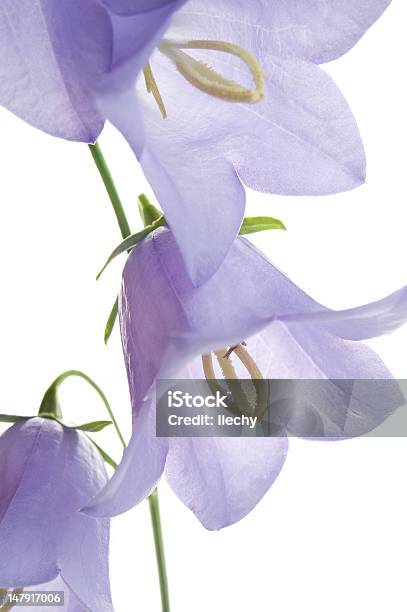 Bellflower Foto de stock y más banco de imágenes de Azul - Azul, Buqué, Campanula media