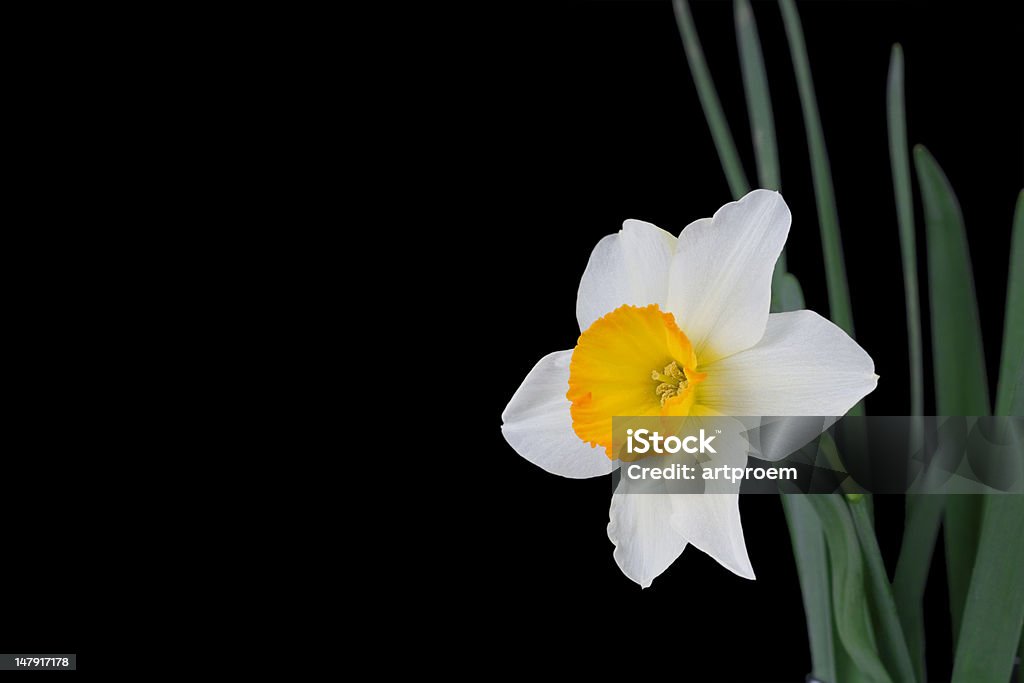 Narcisses du printemps - Photo de Arbre en fleurs libre de droits