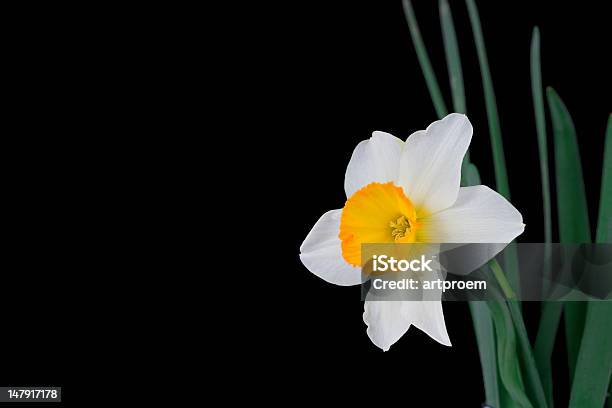 Narciso Di Primavera - Fotografie stock e altre immagini di Bellezza naturale - Bellezza naturale, Bianco, Bocciolo