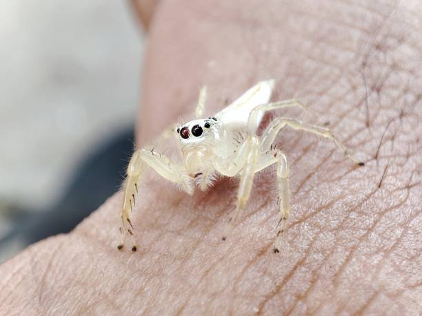 istock spiders crawling on the skin. 1479173129