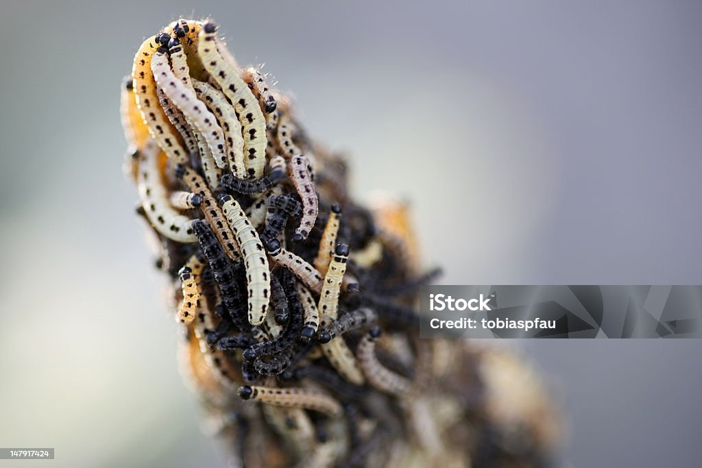 caterpillars - Foto de stock de Aire libre libre de derechos