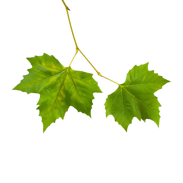 istock Beautiful green leaves in spring isolated on white 147917440