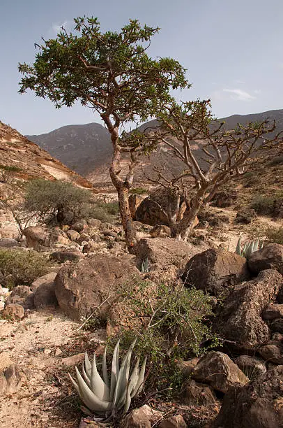 Frankincense tree in Dhofar mountain, Oman