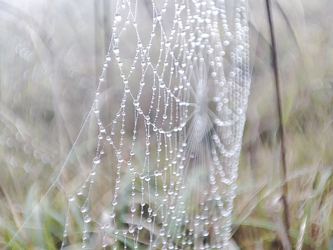 spider web filled with water drops