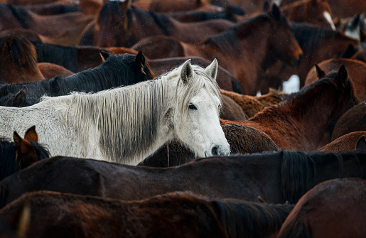 One white horse standing amongst the large group of brown horses