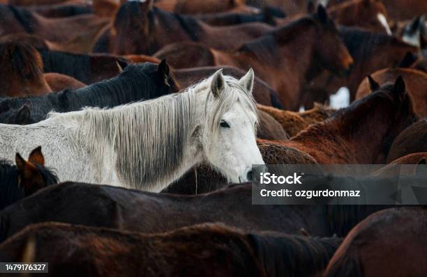 One White Horse Standing Amongst The Large Group Of Brown Horses Stock Photo - Download Image Now
