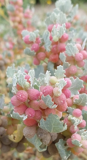 Native Australian Salt bush belonging to the family Amaranthaceae.