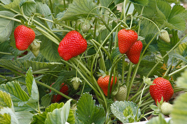 fraise - strawberry plant photos et images de collection