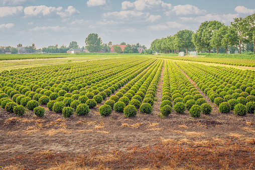 Picturesque overview of a Dutch boxwood nursery in the spring season. Long converging rows of spherical boxwood bushes are ready for sale.