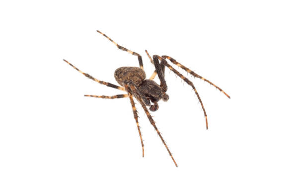 istock Walnut orb-weaver spider isolated on white background, Nuctenea umbratica male 1479178737