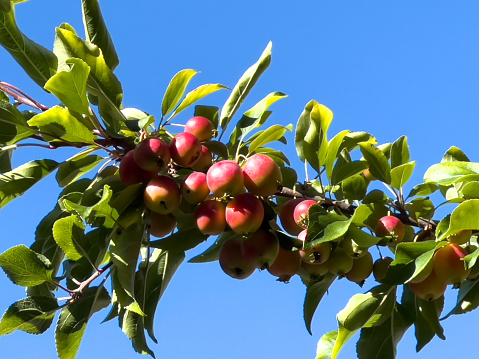 Horizontal closeup photo of green leaves and ripening red crabapples growing on a branch of a Crabapple tree in Autumn. Bright clear blue sky background. Armidale, New England high country, NSW