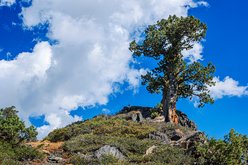 Sierra juniper growing between the rocks at the top of the western summit of Ebbets Pass, California.

Taken on Ebbets Pass, Alpine County, California, USA.