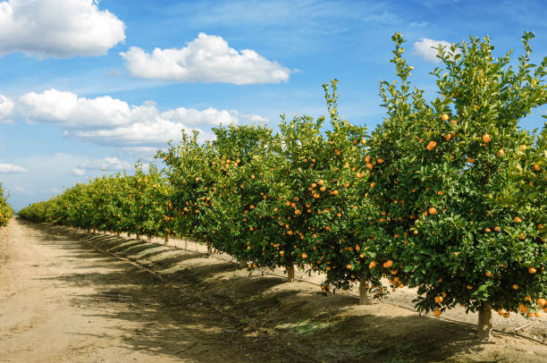 Orchard of Mandarin Orange Trees