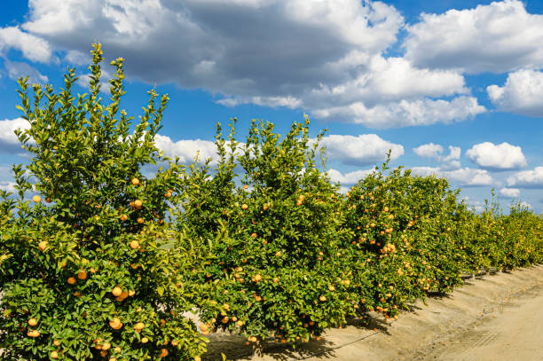 istock Orchard of Mandarin Orange Trees 1479182442
