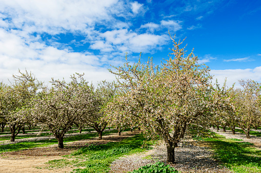 Orchard of almond trees with springtime blossoms under a cloud filled sky.
