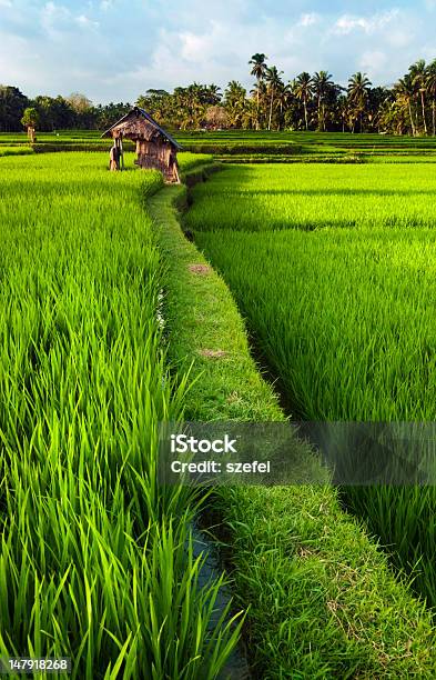 Bali Stock Photo - Download Image Now - Agricultural Field, Agriculture, Asia