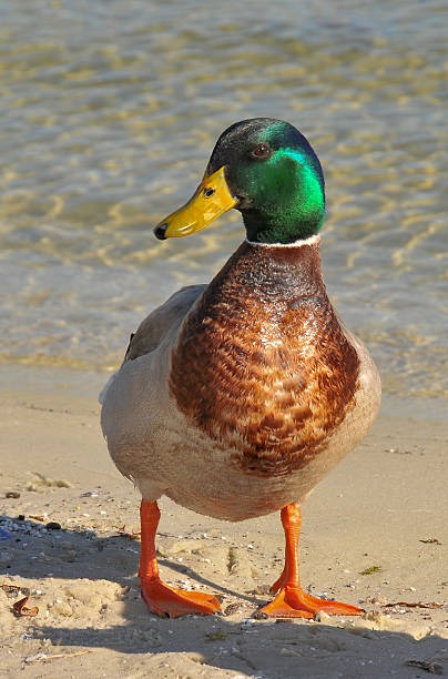 istock Mallard Duck on the lake shore 147918471