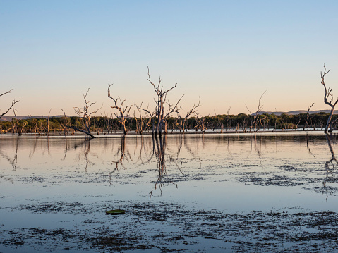 Dead trees in Lake Kununurra at dusk