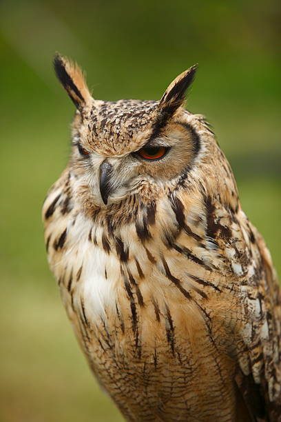 istock Angry European owl 147918520