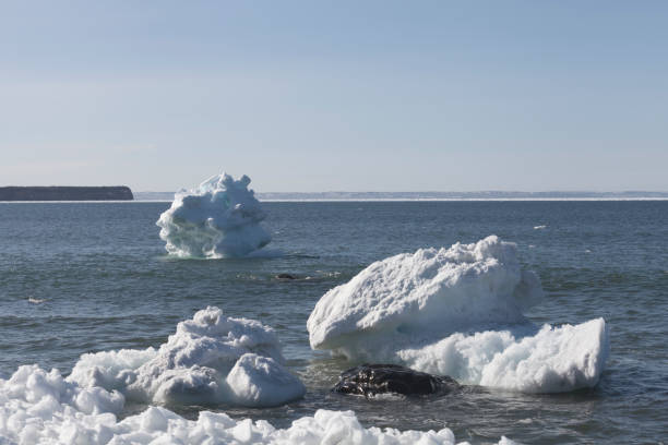 istock Iceberg in Conception Bay South, Newfoundland and Labrador, Canada 1479186363