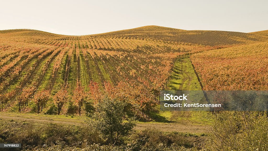 Rutted Road Through Autumn Vineyard This afternoon shot was taken of a vineyard in Sonoma County, California. Agricultural Field Stock Photo