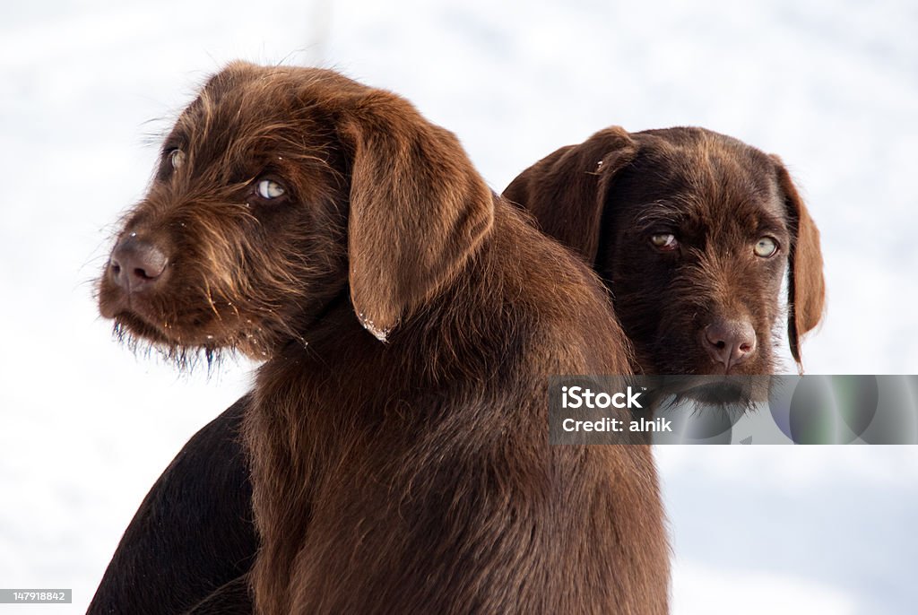 Giovane coppia di cani adottato su sfondo bianco - Foto stock royalty-free di Abbracciare una persona