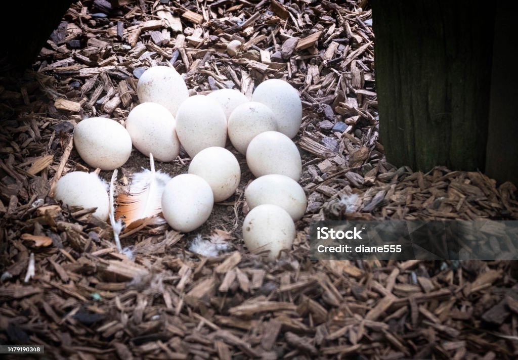 Turkey Eggs Animal Egg Stock Photo