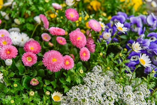 Spring season. Colorful flowers in the flowerbed.