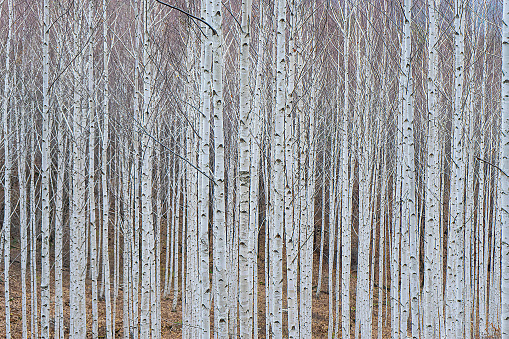 winter birch